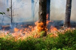 Лесные пожары на территории Российской Федерации